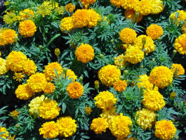 Aztec Marigold  Tagetes erecta 'Crackerjack' 